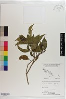 登錄號:S203308藏品圖，第1張