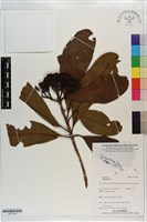 登錄號:S203309藏品圖，第1張