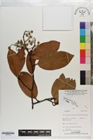 登錄號:S203310藏品圖，第1張