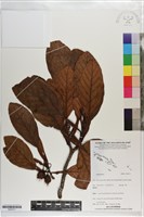 登錄號:S203311藏品圖，第1張