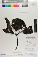 館號:S203313藏品圖，第1張