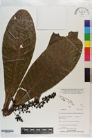 登錄號:S203316藏品圖，第1張