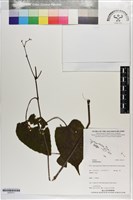 登錄號:S203317藏品圖，第1張