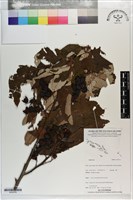 登錄號:S203319藏品圖，第1張