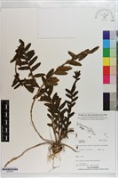 登錄號:S203320藏品圖，第1張