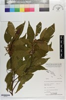 登錄號:S203322藏品圖，第1張