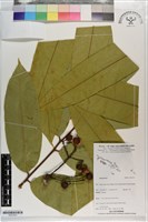 登錄號:S203323藏品圖，第1張