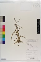 登錄號:S203324藏品圖，第1張