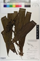 登錄號:S203325藏品圖，第1張