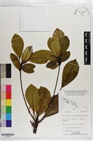登錄號:S203326藏品圖，第1張