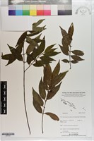館號:S203327藏品圖，第1張