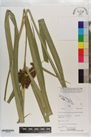 登錄號:S203328藏品圖，第1張