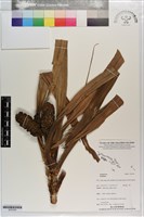 登錄號:S203329藏品圖，第1張