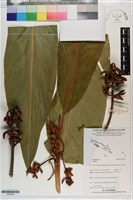 登錄號:S203330藏品圖，第1張
