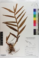 登錄號:S203332藏品圖，第1張