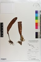 登錄號:S203333藏品圖，第1張