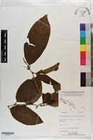 登錄號:S203335藏品圖，第1張