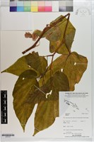 登錄號:S203337藏品圖，第1張