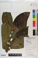 登錄號:S203338藏品圖，第1張