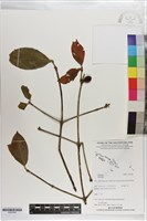 登錄號:S203340藏品圖，第1張