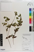 登錄號:S203343藏品圖，第1張