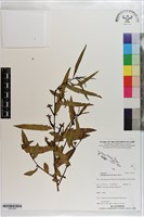 水丁香藏品圖，第1張