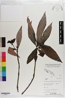 登錄號:S203349藏品圖，第1張