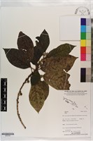 登錄號:S203350藏品圖，第1張
