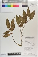 登錄號:S203351藏品圖，第1張