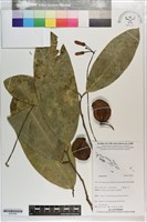 登錄號:S203352藏品圖，第1張
