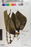 登錄號:S203353藏品圖，第1張