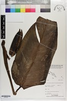 登錄號:S203354藏品圖，第1張