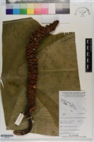 登錄號:S203355藏品圖，第1張