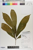 登錄號:S203356藏品圖，第1張