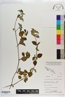 登錄號:S203358藏品圖，第1張