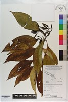 登錄號:S203359藏品圖，第1張