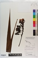 紫苞舌蘭、紫蘭藏品圖，第1張