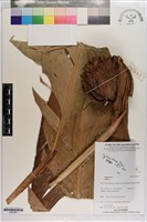 登錄號:S203361藏品圖，第1張
