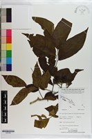 登錄號:S203364藏品圖，第1張
