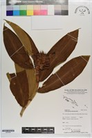 絹毛鳶尾、閉鞘薑藏品圖，第1張