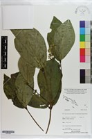 登錄號:S203366藏品圖，第1張