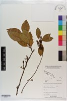 登錄號:S203367藏品圖，第1張