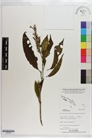 登錄號:S203368藏品圖，第1張