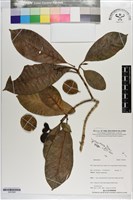 登錄號:S203369藏品圖，第1張