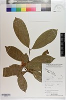 登錄號:S203370藏品圖，第1張