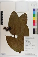 登錄號:S203371藏品圖，第1張