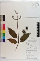 登錄號:S203375藏品圖，第1張