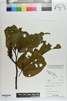 登錄號:S203377藏品圖，第1張