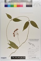 登錄號:S203378藏品圖，第1張