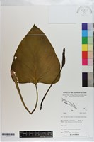 登錄號:S203379藏品圖，第1張